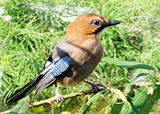 Garrulus glandarius