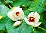 Mountain magnolia