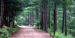 Mt. Cheongok Recreational Forest