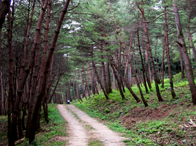 산책로