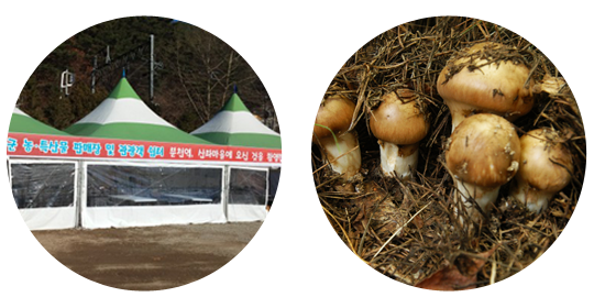 농산물판매장, 봉화송이버섯
