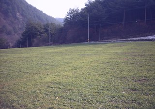 보리밭 풍경