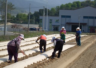 메밀밭 준비작업
