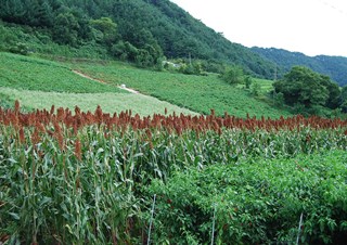 잡곡들판