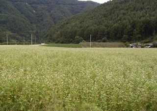 소천메밀밭 행사