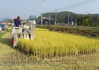 벼베기작업