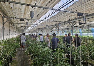 2025년7월23일 (농업기술과) 봉화의 햇살과 바람이 키워낸 청정 고지에서 온 아열대과수 애플망고