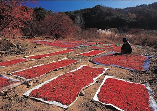 산수유 수확